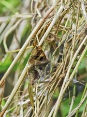 Bastilla arcuata