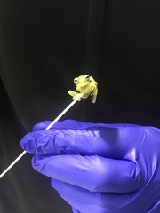 Nymphargus wileyi