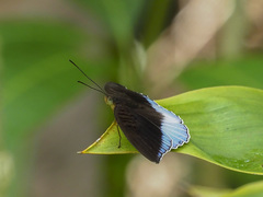Tanaecia iapis puseda