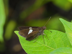 Notocrypta paralysos varians