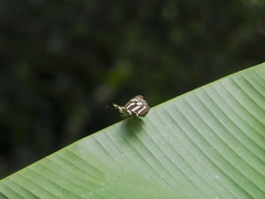 Phaedyma columella singa