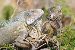 Iguana iguana iguana