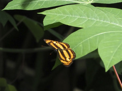 Lasippa tiga siaka
