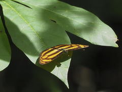 Lasippa tiga siaka