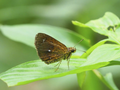 Iambrix salsala salsala