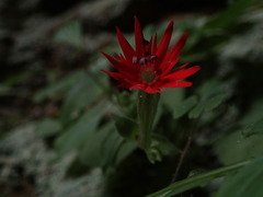Silene rotundifolia