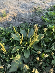 Plantago major