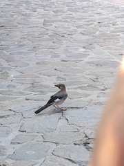 Garrulus glandarius glaszneri