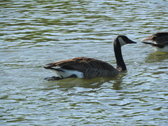 Branta canadensis