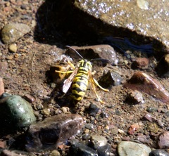 Vespula sulphurea