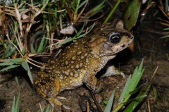 Vandijkophrynus angusticeps