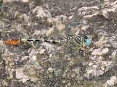 Paragomphus lineatus