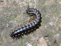 Streptogonopus phipsoni