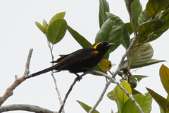Icterus cayanensis chrysocephalus