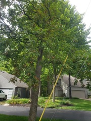 Aesculus glabra glabra