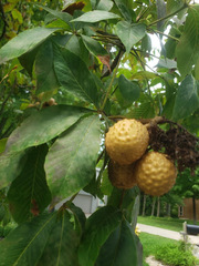 Aesculus glabra glabra