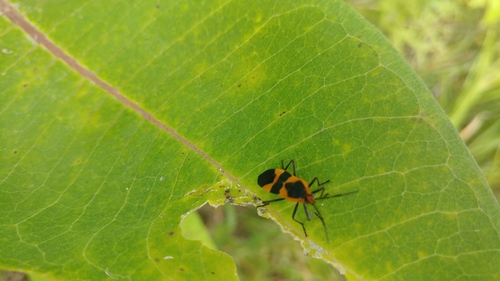 Large Milkweed Bug photographed in Iowa