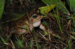 Vandijkophrynus angusticeps
