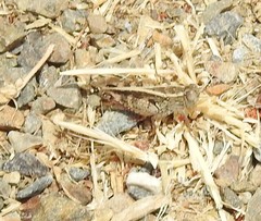 Calliptamus barbarus