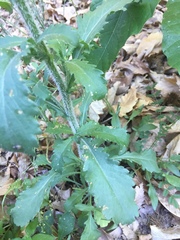 Leucanthemum sylvaticum