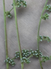 Corrigiola telephiifolia