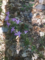Campanula rapunculus