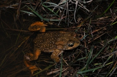 Vandijkophrynus angusticeps