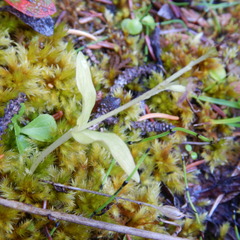 Neottia borealis