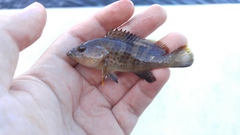 Epinephelus bleekeri