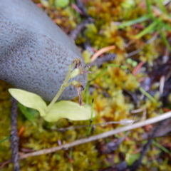 Neottia borealis