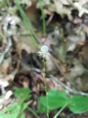 Hylodesmum pauciflorum