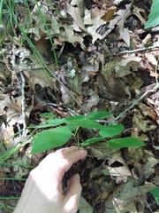 Hylodesmum pauciflorum