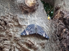 Hamadryas amphinome mazai