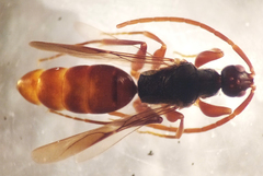 Ampulicomorpha confusa