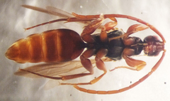 Ampulicomorpha confusa