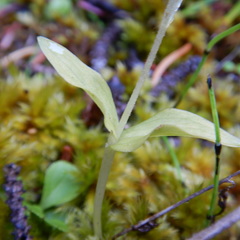 Neottia borealis