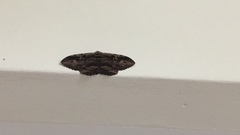 Anisoneura aluco