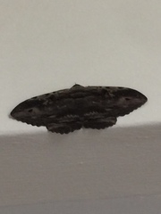 Anisoneura aluco
