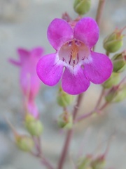 Penstemon clevelandii connatus