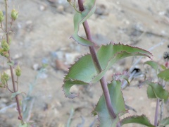 Penstemon clevelandii connatus