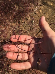 Cordylanthus tenuis brunneus