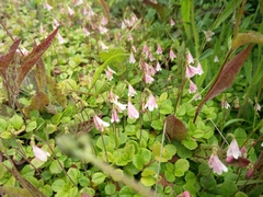 Linnaea borealis longiflora
