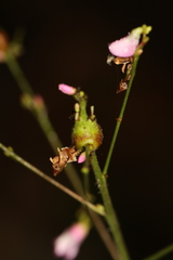 Neolasioptera desmodii