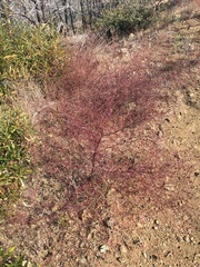 Cordylanthus tenuis brunneus