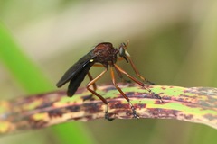 Diogmites platypterus
