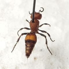 Dasymutilla scaevola