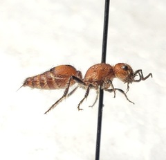 Dasymutilla scaevola