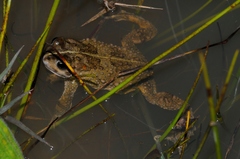 Vandijkophrynus angusticeps