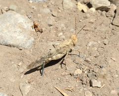 Trimerotropis cyaneipennis