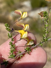 Aspalathus tenuissima